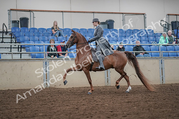2019 Morgan Horse Show - Aug 30, 2019 - 15359