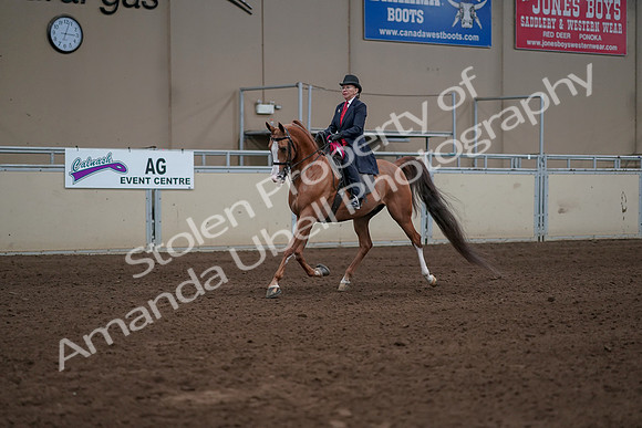 2019 Morgan Horse Show - Sept 01, 2019 - 12113