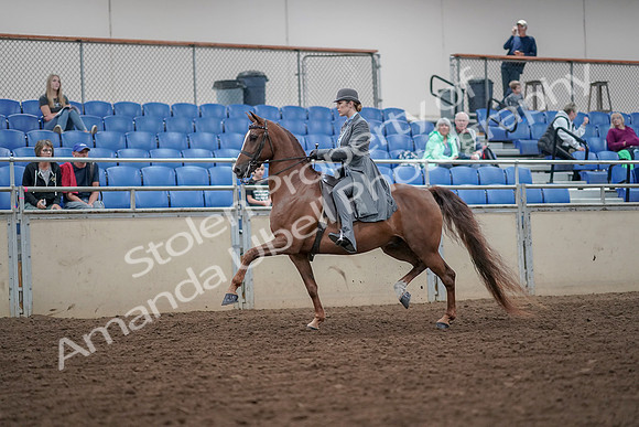 2019 Morgan Horse Show - Aug 30, 2019 - 15353