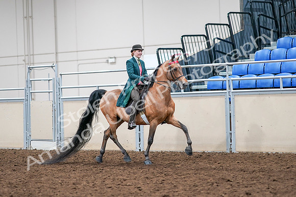 2020 - AB Morgan Horse - Sat, Sept 05 - 14020