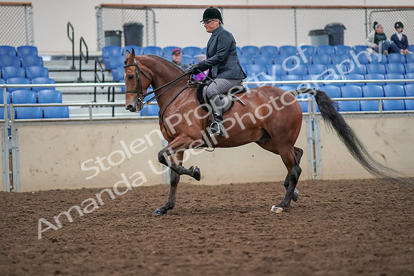 2019 Morgan Horse Show - Aug 30, 2019 - 20370