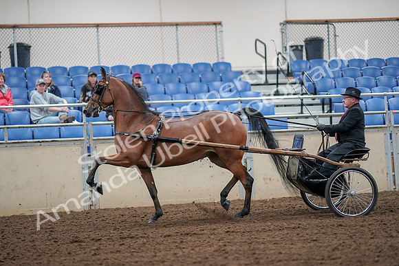 2019 Morgan Horse Show - Aug 30, 2019 - 13205