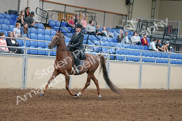 2020 - AB Morgan Horse - Fri, Sept 04 - 08026
