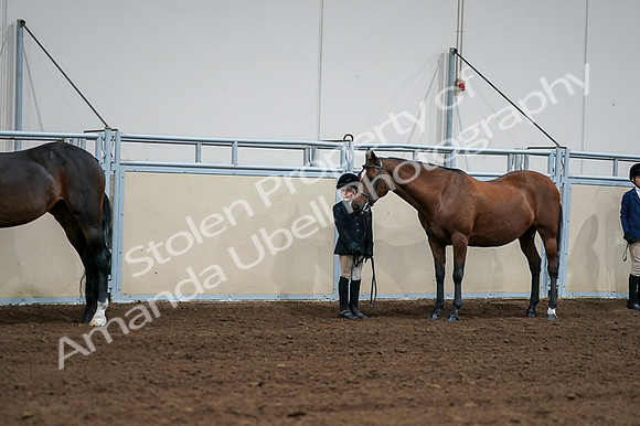 2020 - AB Morgan Horse - Fri, Sept 04 - 00812