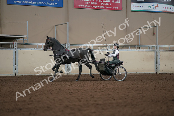 2019 Morgan Horse Show - Aug 31, 2019 - 04648