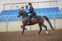 2019 Morgan Horse Show - Aug 30, 2019 - 24312