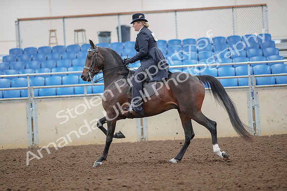 2019 Morgan Horse Show - Aug 30, 2019 - 24312
