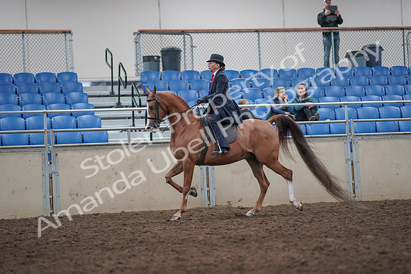 2019 Morgan Horse Show - Aug 31, 2019 - 08656