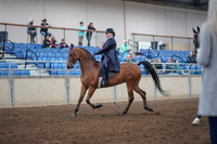 2019 Morgan Horse Show - Aug 31, 2019 - 08468