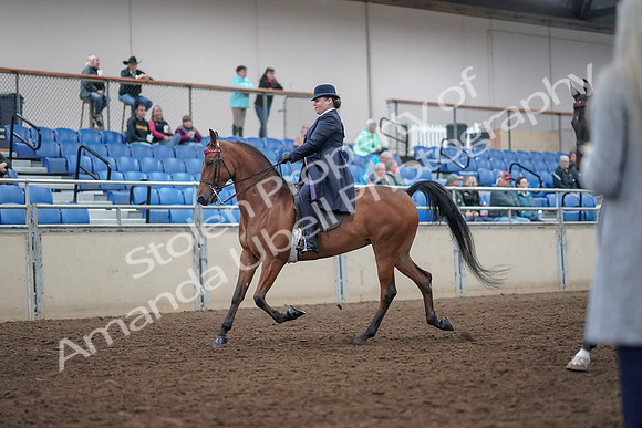 2019 Morgan Horse Show - Aug 31, 2019 - 08468
