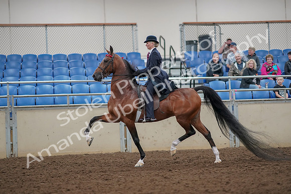 2019 Morgan Horse Show - Aug 30, 2019 - 25039