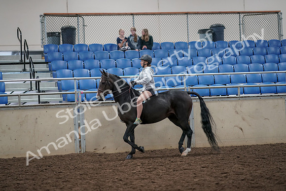 2019 Morgan Horse Show - Aug 30, 2019 - 31028