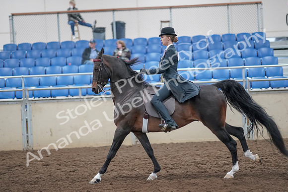2019 Morgan Horse Show - Aug 31, 2019 - 08830