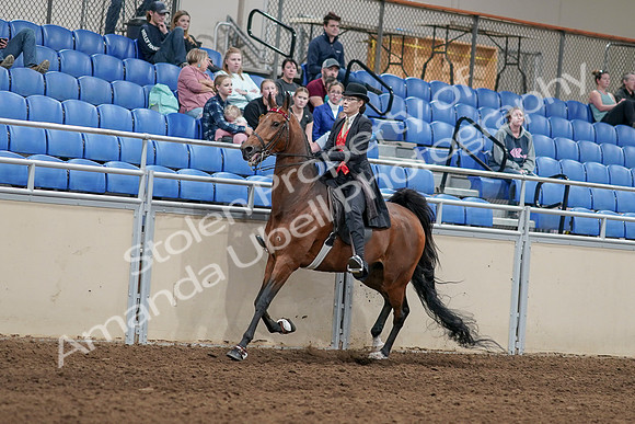 2020 - AB Morgan Horse - Sat, Sept 05 - 06717