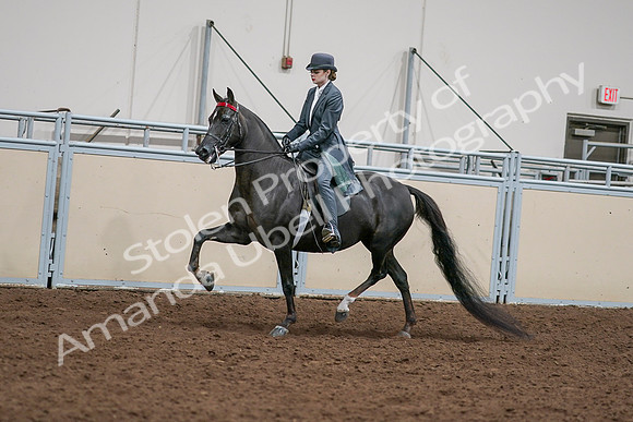2020 - AB Morgan Horse - Sat, Sept 05 - 13639