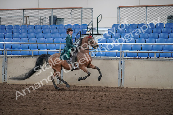 2019 Morgan Horse Show - Sept 01, 2019 - 13409