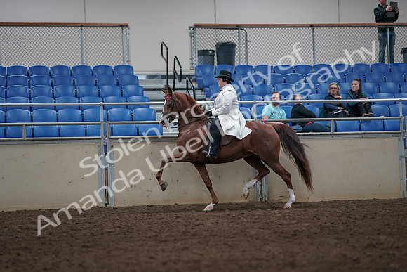 2019 Morgan Horse Show - Aug 31, 2019 - 08572