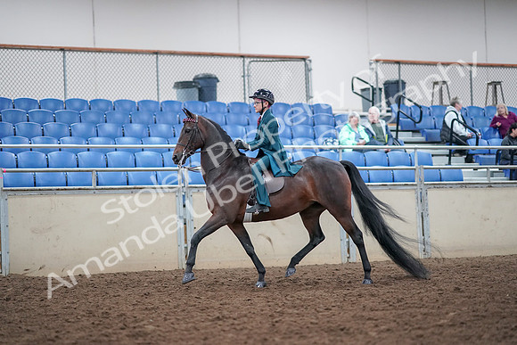 2019 Morgan Horse Show - Aug 30, 2019 - 17839