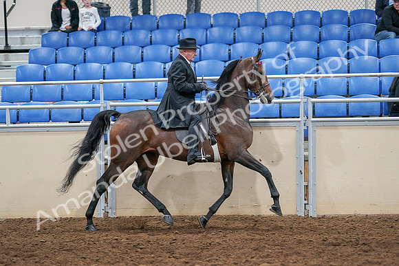 2020 - AB Morgan Horse - Sat, Sept 05 - 08166