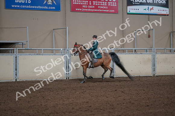 2019 Morgan Horse Show - Sept 01, 2019 - 13228