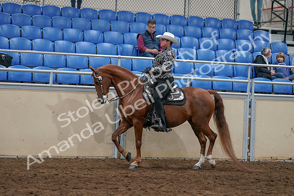 2020 - AB Morgan Horse - Sun, Sept 06 - 07509