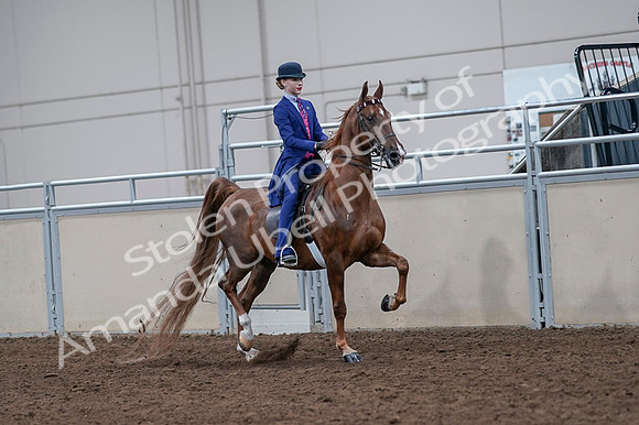 2020 - AB Morgan Horse - Fri, Sept 04 - 05219