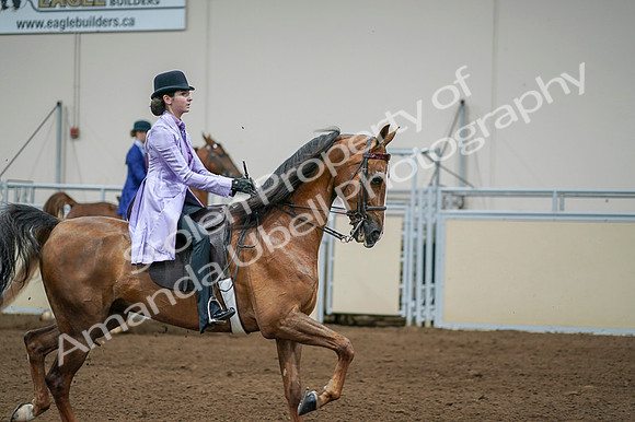 2020 - AB Morgan Horse - Fri, Sept 04 - 05141