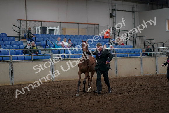 2019 Morgan Horse Show - Aug 30, 2019 - 25624