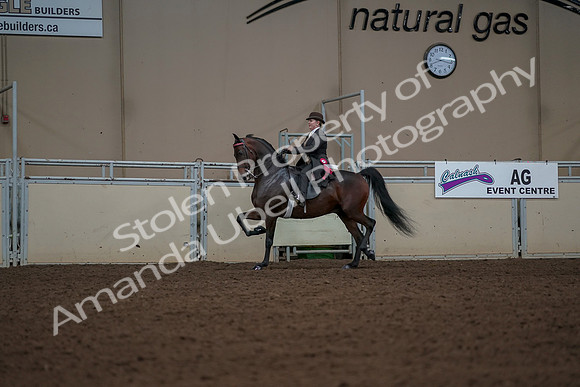 2019 Morgan Horse Show - Aug 30, 2019 - 28309