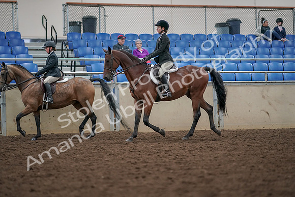 2019 Morgan Horse Show - Aug 30, 2019 - 20461