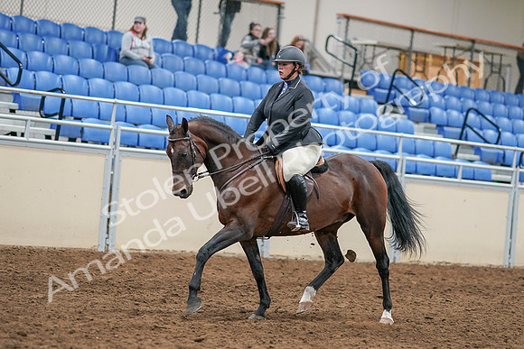 2020 - AB Morgan Horse - Sat, Sept 05 - 14460