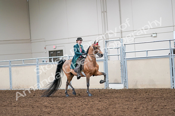 2020 - AB Morgan Horse - Sat, Sept 05 - 14008