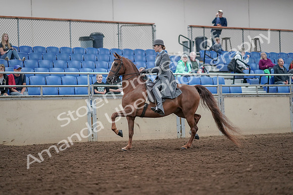 2019 Morgan Horse Show - Aug 30, 2019 - 15351