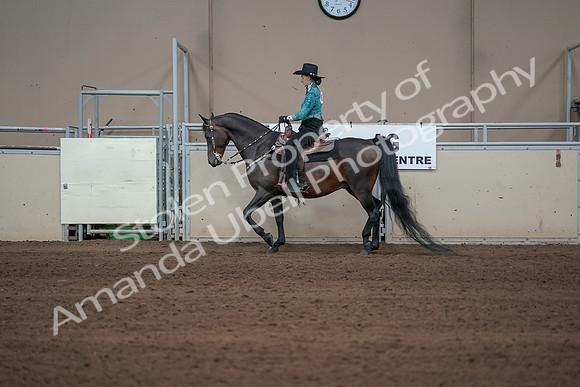 2019 Morgan Horse Show - Sept 01, 2019 - 06929