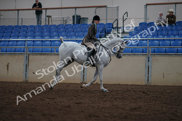 2019 Morgan Horse Show - Sept 01, 2019 - 08830
