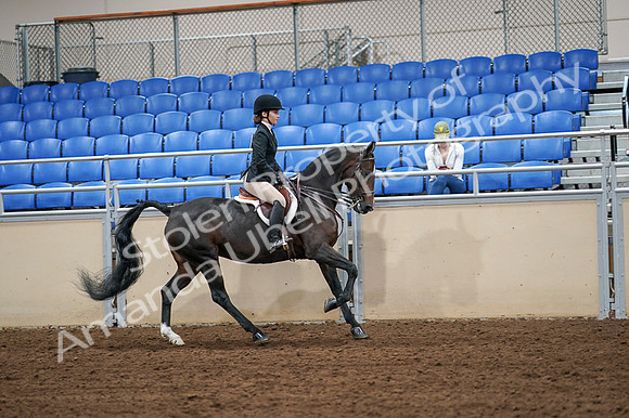2020 - AB Morgan Horse - Fri, Sept 04 - 02119