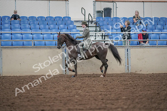 2019 Morgan Horse Show - Aug 30, 2019 - 15326
