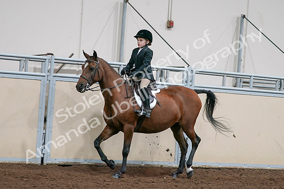 2020 - AB Morgan Horse - Fri, Sept 04 - 02046