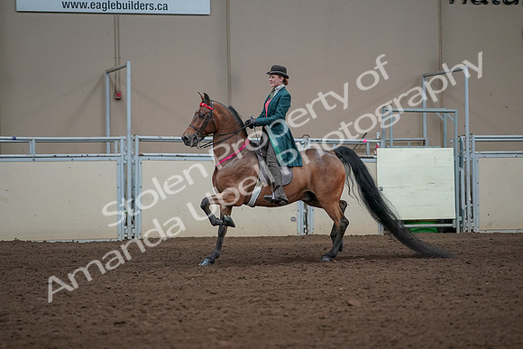 2019 Morgan Horse Show - Sept 01, 2019 - 13469