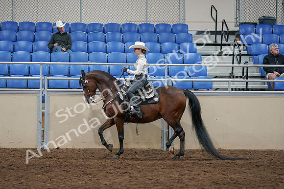 2020 - AB Morgan Horse - Sun, Sept 06 - 07572