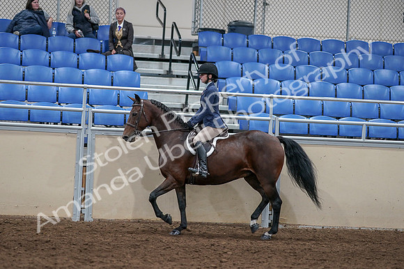 2020 - AB Morgan Horse - Fri, Sept 04 - 05894