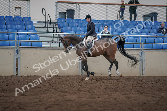 2019 Morgan Horse Show - Sept 01, 2019 - 08656