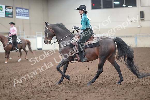 2019 Morgan Horse Show - Sept 01, 2019 - 06988