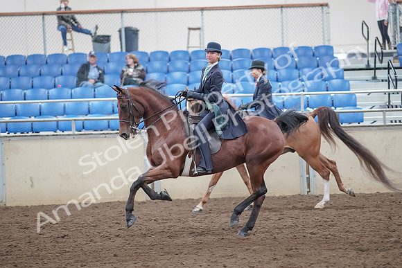 2019 Morgan Horse Show - Aug 31, 2019 - 08821