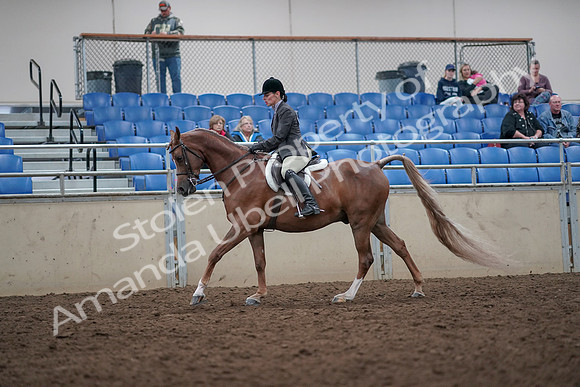 2019 Morgan Horse Show - Aug 31, 2019 - 16047