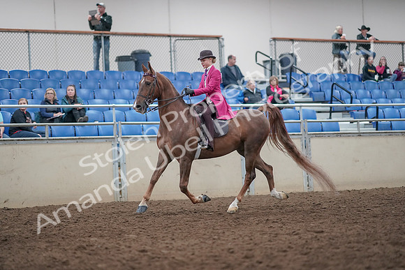 2019 Morgan Horse Show - Aug 31, 2019 - 08744