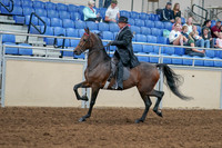 2020 - AB Morgan Horse - Sat, Sept 05 - 07908