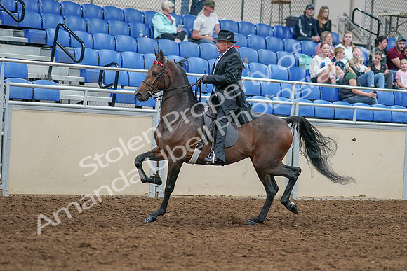 2020 - AB Morgan Horse - Sat, Sept 05 - 07908