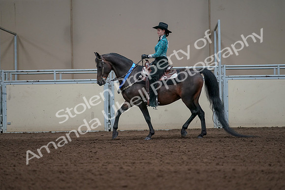 2019 Morgan Horse Show - Sept 01, 2019 - 07322