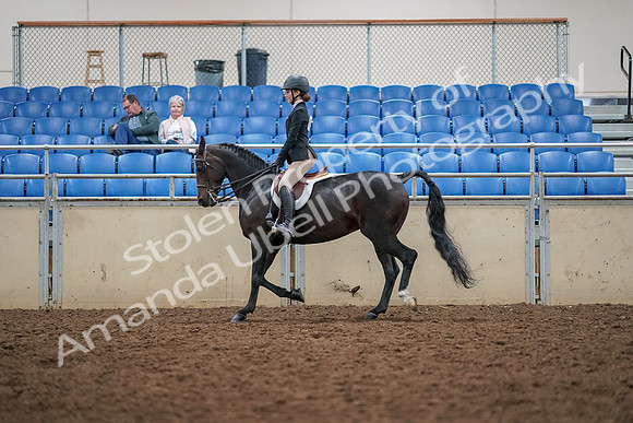 2019 Morgan Horse Show - Aug 30, 2019 - 23193